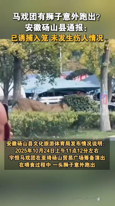 “太吓人了！”10月24日安徽宿州，一男子路边散步时，忽然看到绿化带中有头狮子跑
