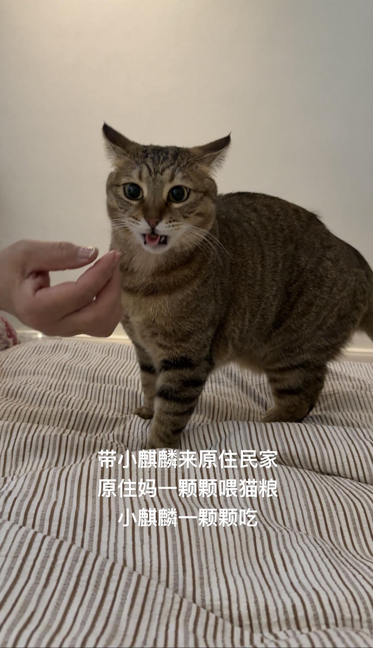 小麒麟汁把恃宠而骄和大女主 演绎的淋漓尽致 它才是大女的 一只小猫的身...