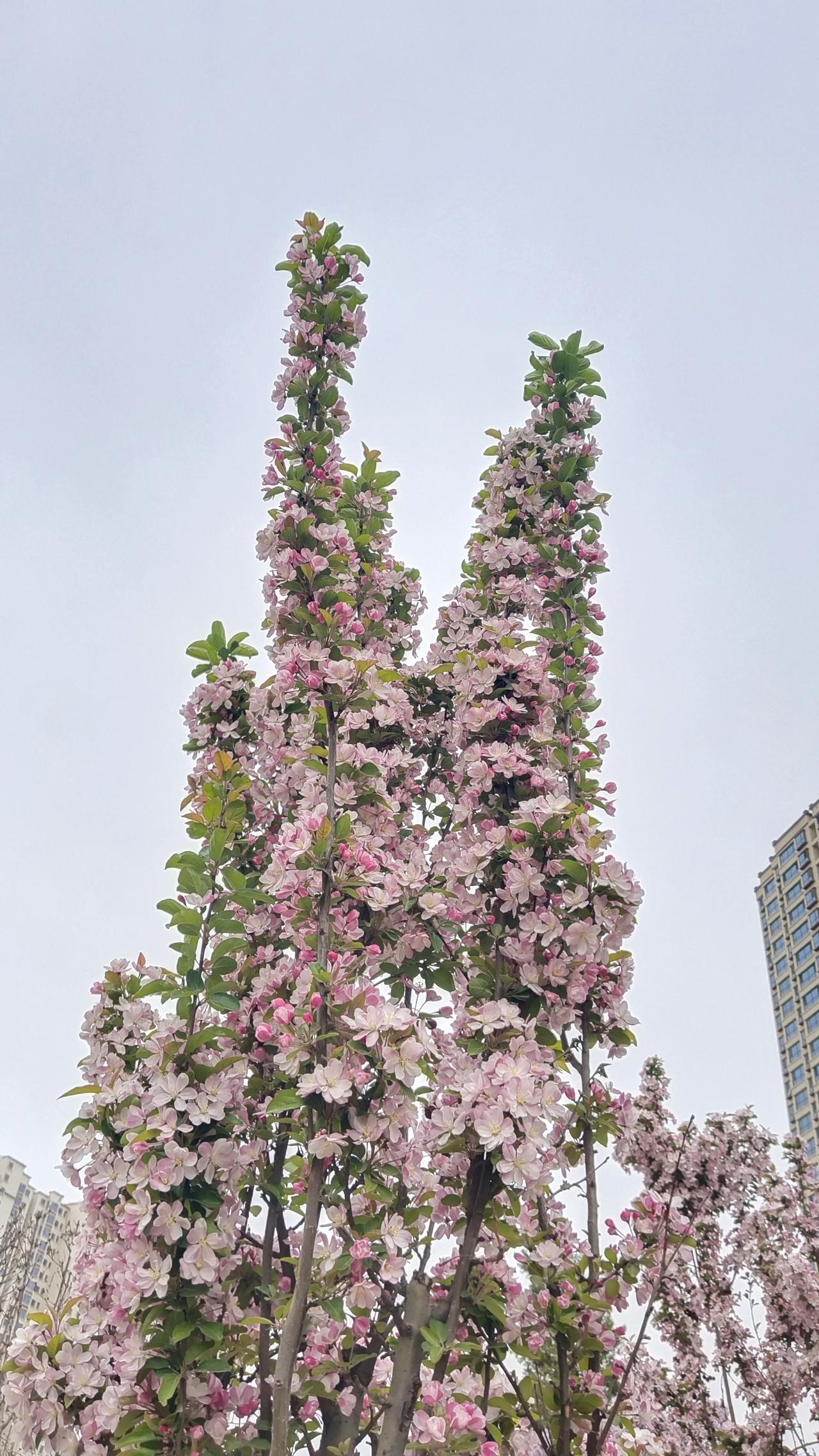春日花海，粉嫩绽放，美不胜收！🌸🌸🌸漫步在这片花海中，微风轻拂，花瓣如雪花