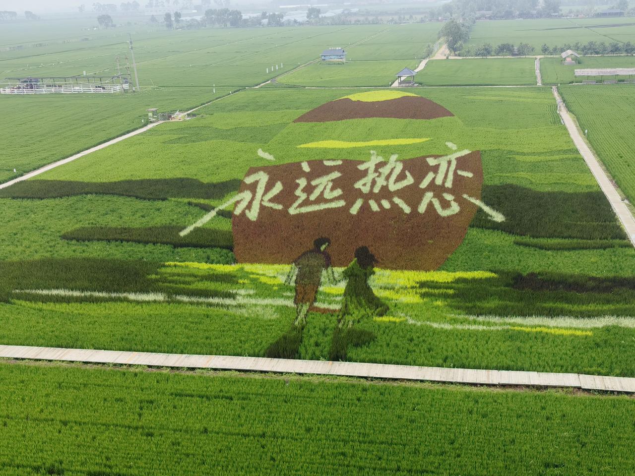 晒图笔记大赛稻田画