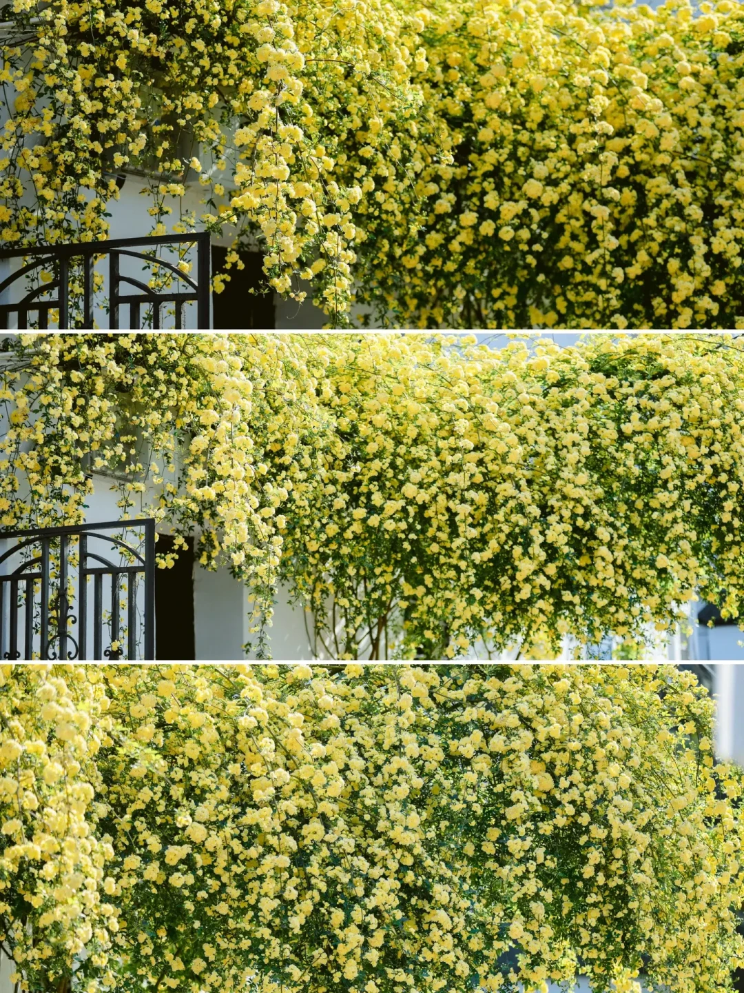 🌼莫负春日好时光🌤️请君来赏苏州黄木香🌼