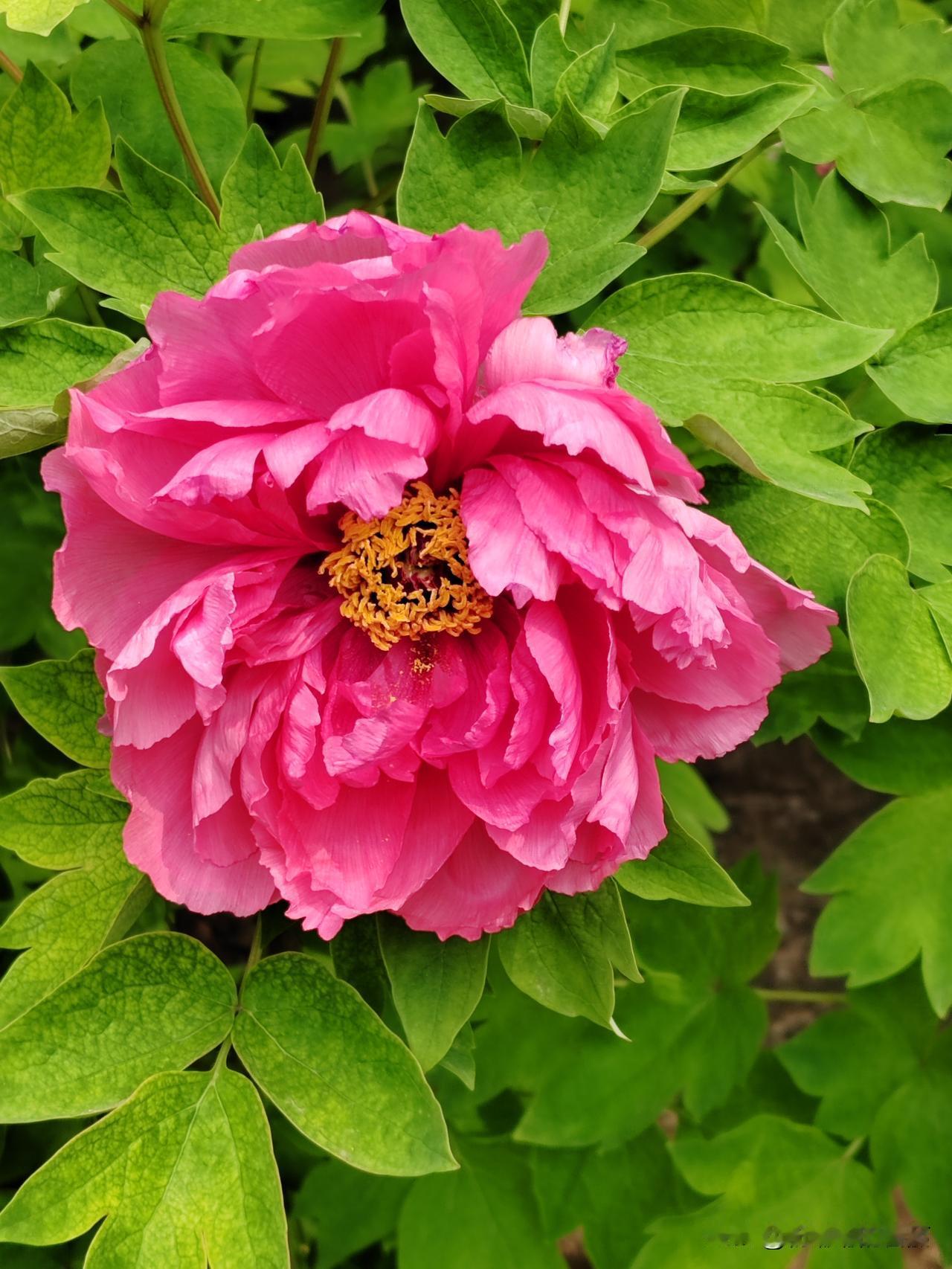 大哥前几日专程去洛阳看牡丹，我正羡慕不已，没想到在北京也能邂逅这份国色天香。今天