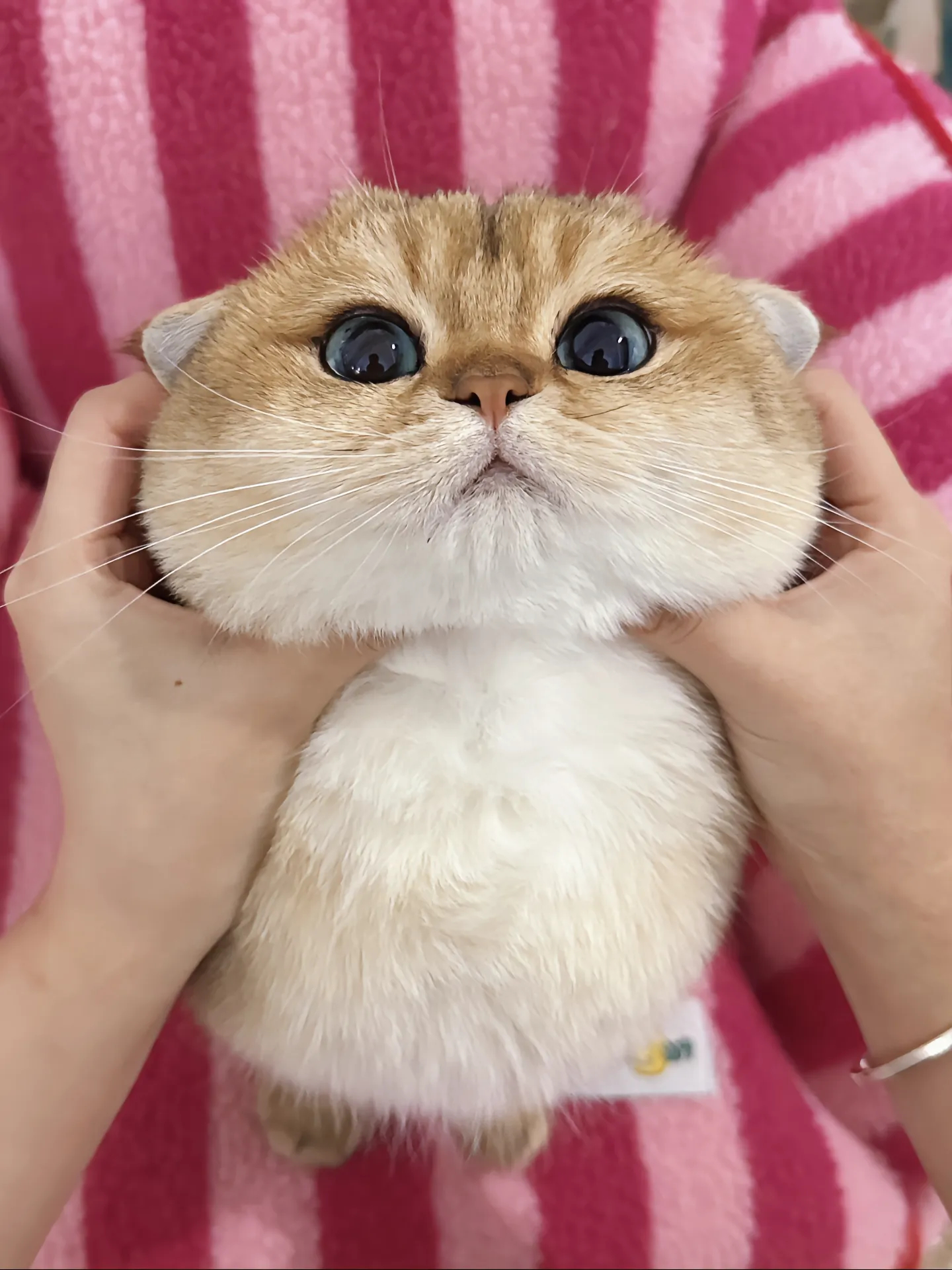 小猫:让我住进你心里#萌宠##猫# ​​​