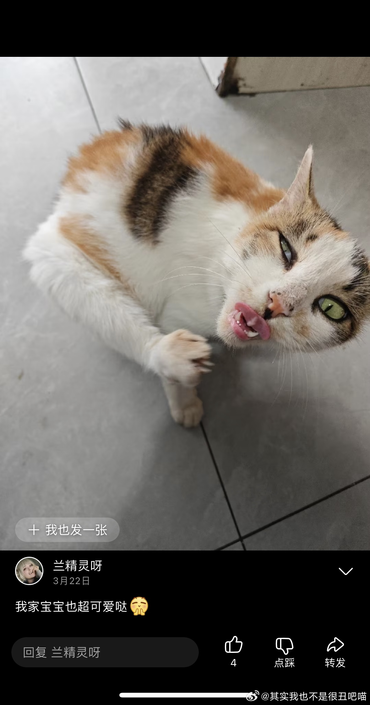 49699【丑猫】偶遇，小家伙谁研究的 