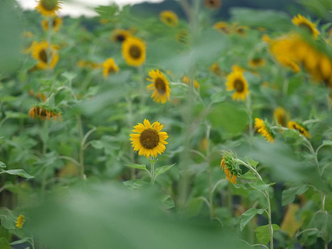 奉上广州黄埔长岭现代农业公园的向日葵🌻和花开之美向日葵花草 富士GFX50S 