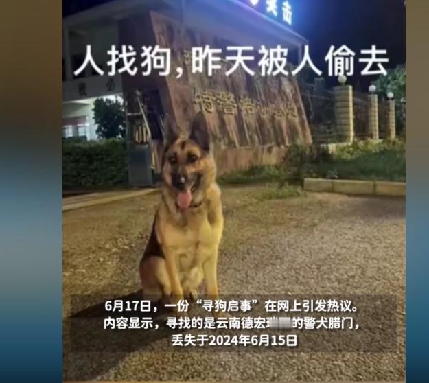 云南瑞丽一退役警犬平时会独自出门上厕所，不料一次却被人公然牵上电瓶车带走，丢失后