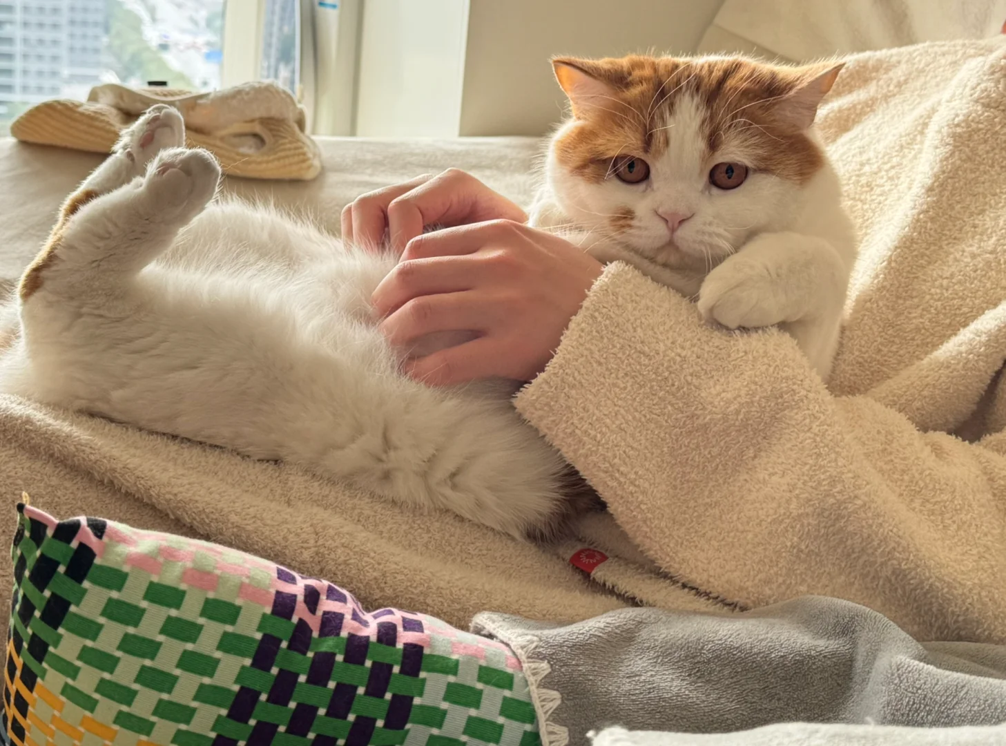🐱：谁要抱抱我呀