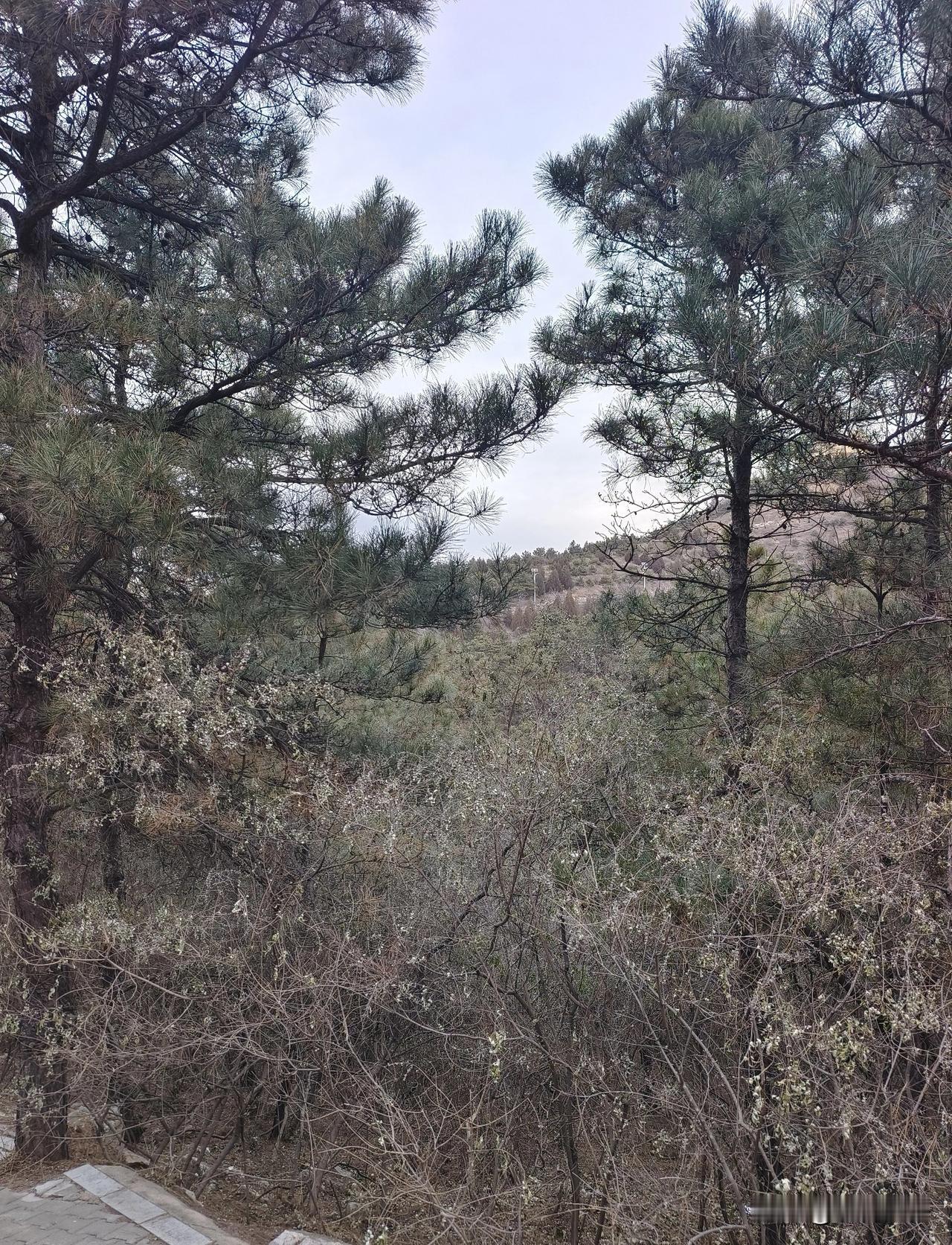 真实的冬季就应该如此，有一些枯萎，有一些绿色，唯一缺少的，就是皑皑白雪！