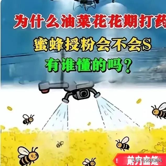 官方回应油菜喷药致蜂农损失惨重！在国际形势非常紧张的情况下。这事绝不简单！油菜盛
