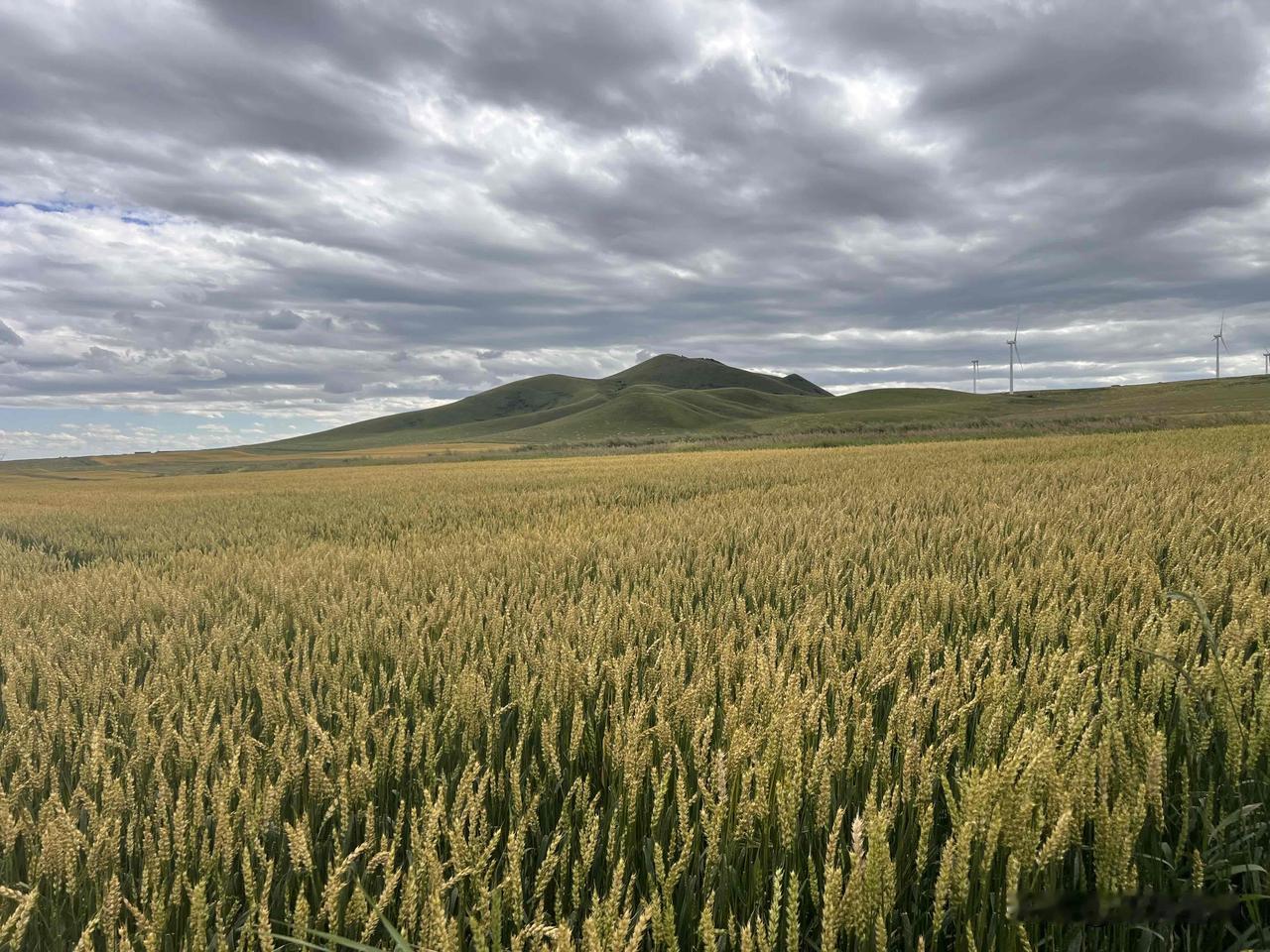 分享一张相册里随手拍的天空乌云聚集在火山脚下麦田的天空，继续滋润一季的成熟[比心