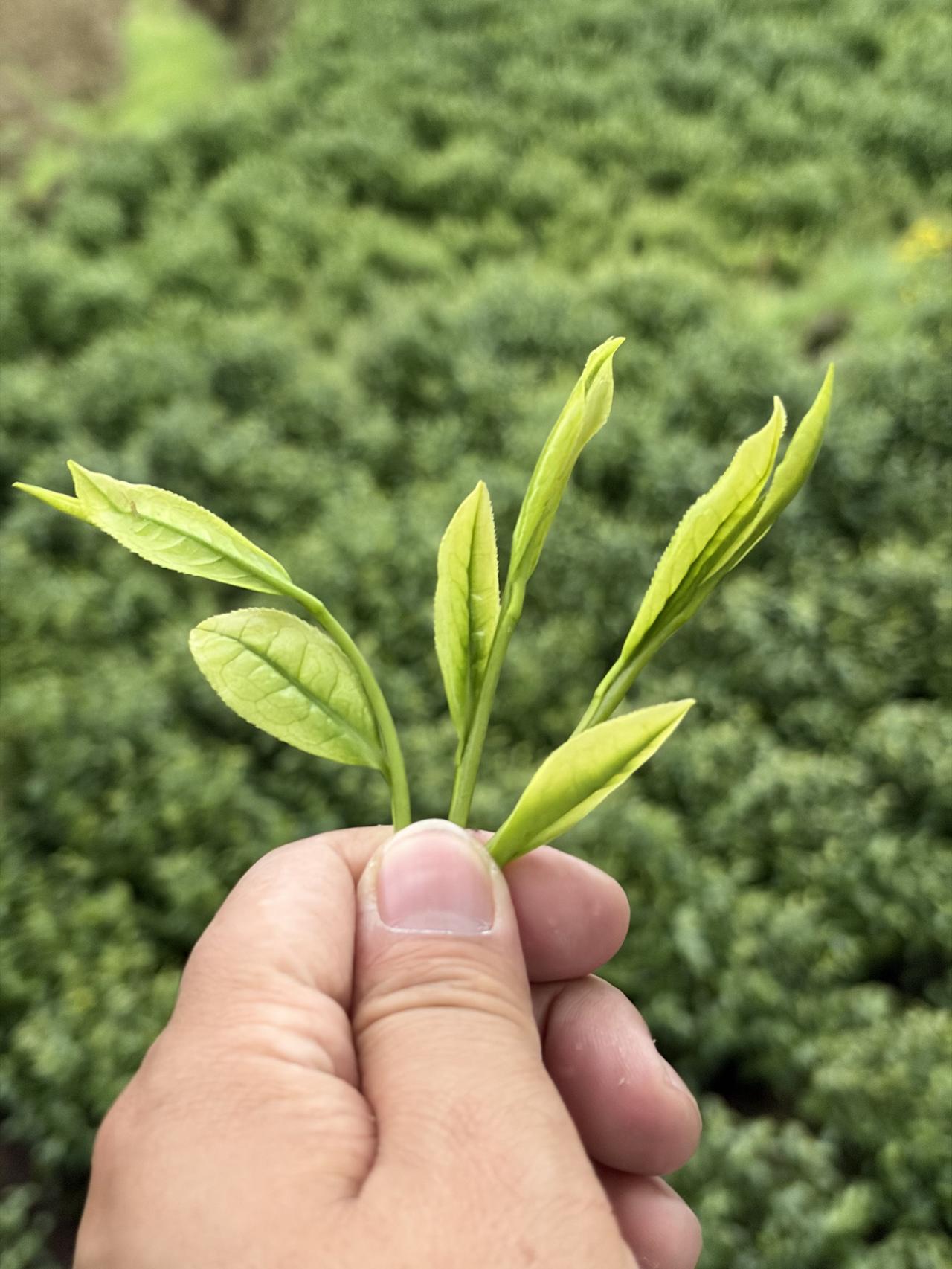 安吉白茶始于颜值，终于颜值！

家里的茶停采了，最近可以缓口气了，想想今年才开工
