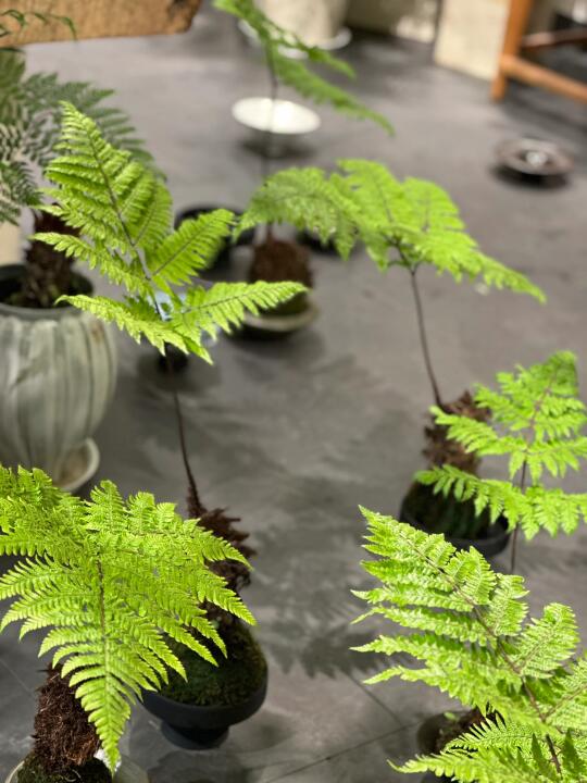 关于蕨类植物，我真的超爱！