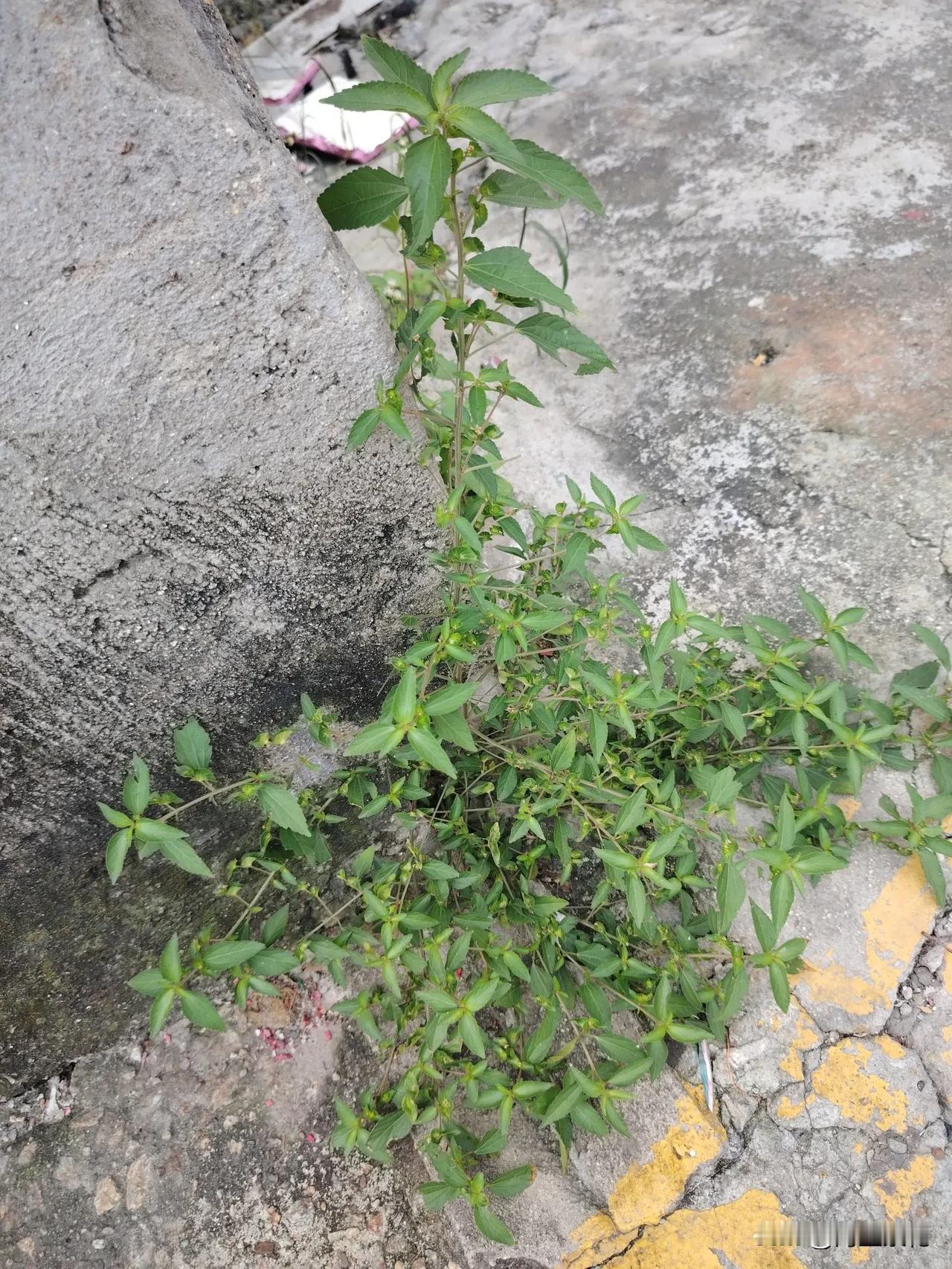 记得以前小时候我们很少去外面买药打针，平常的普通感冒，一点小咳嗽，妈妈都是在外面