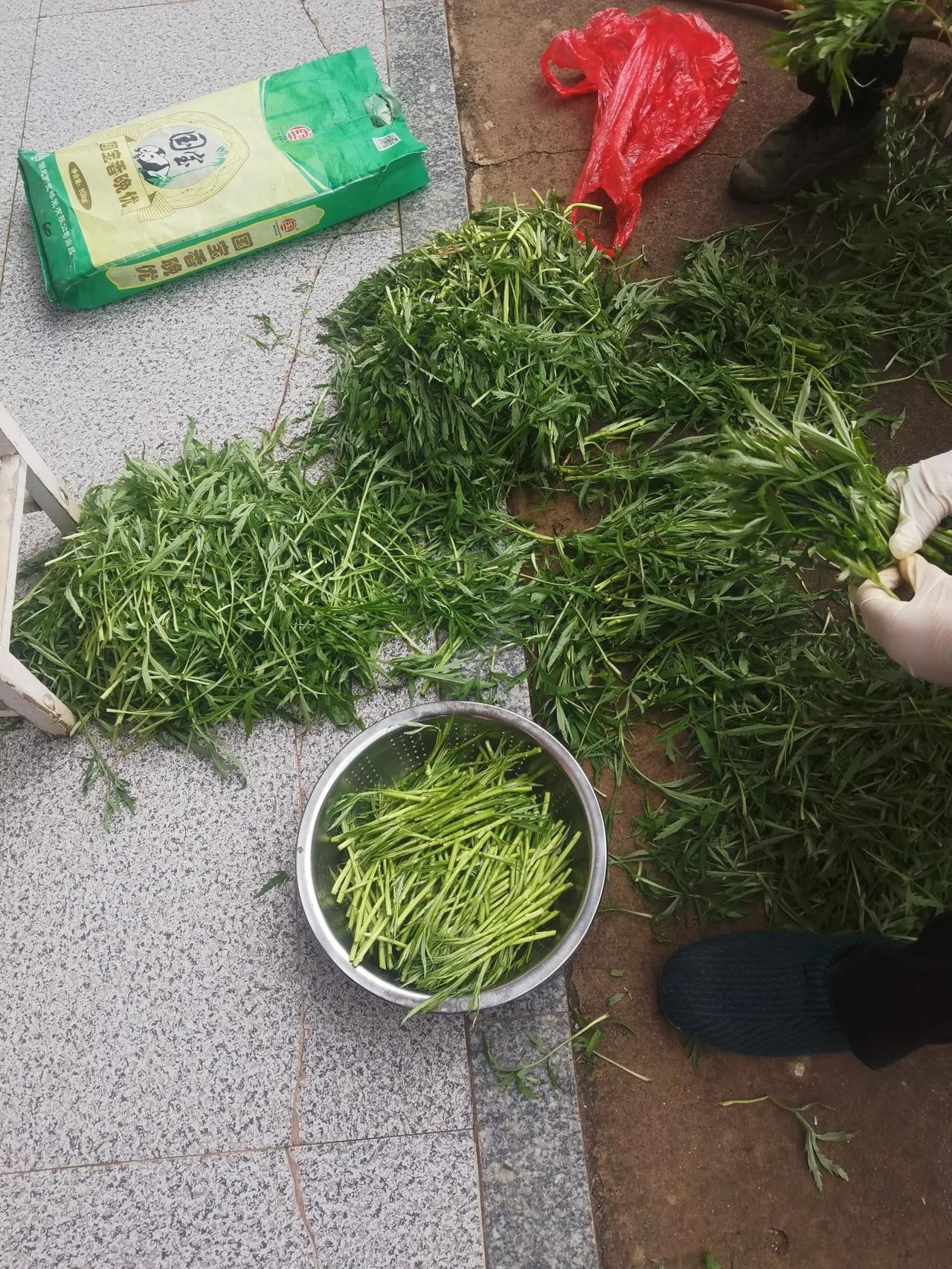 吃不完   雨水时节了，经历冰雪的蔬菜，生机勃发，味道醇厚，清脆甘甜，吃不完，根