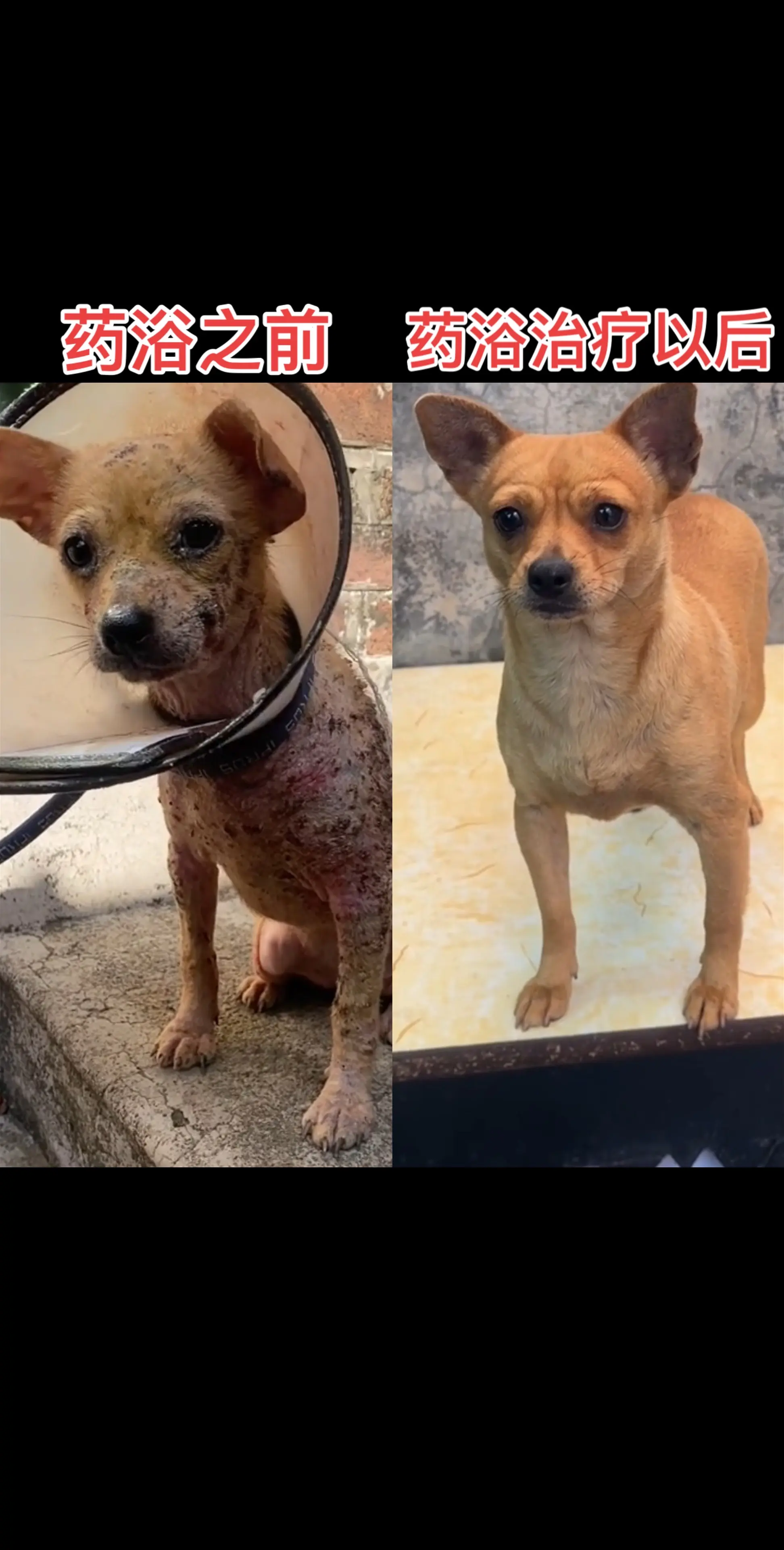 还有人记得元元刚来我们家时候的样子吗？当时皮肤问题特别严重，看得几个宠...