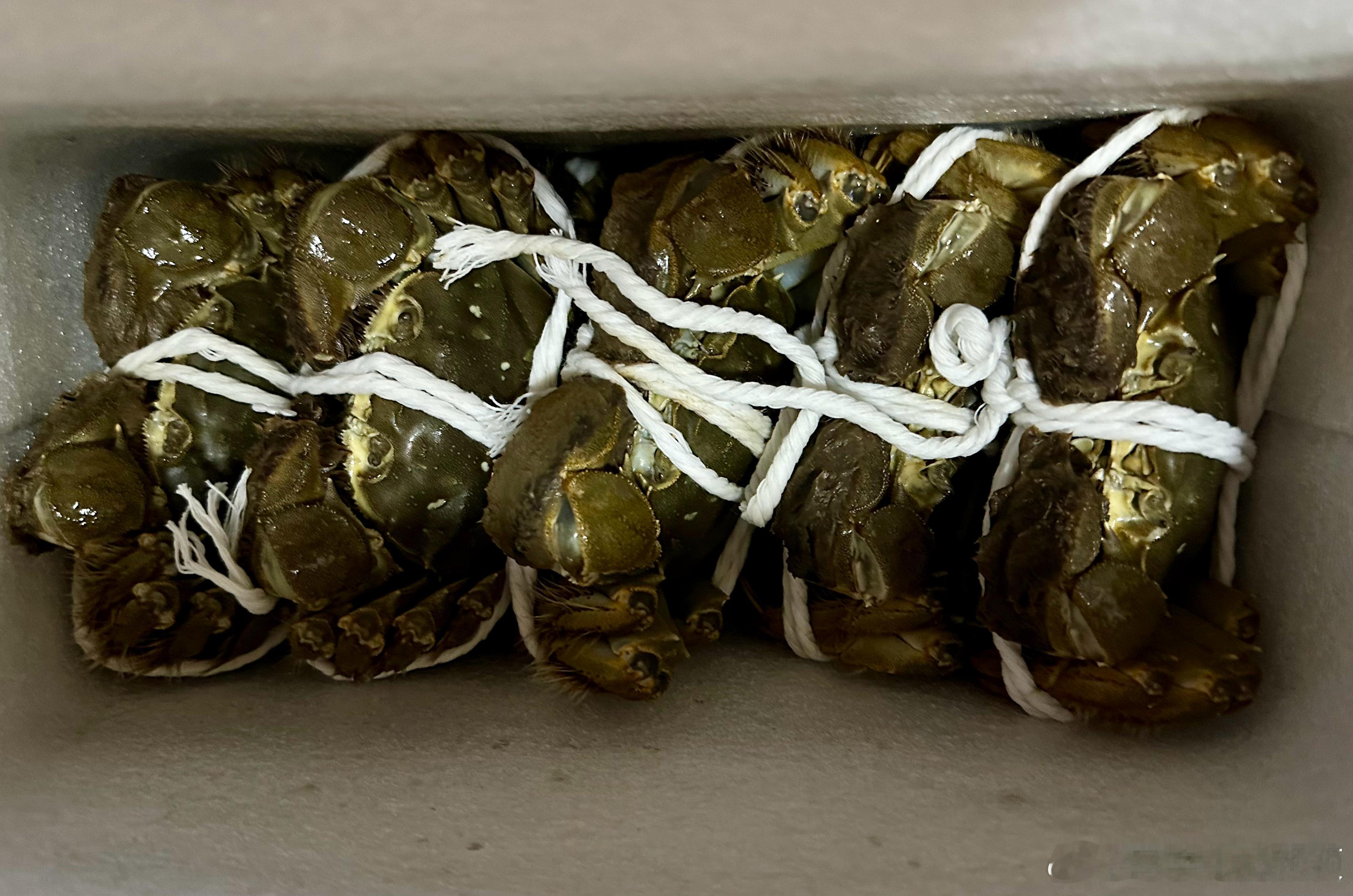 惦念，逢年过节特别多。来自昆山表叔的惦念，也在这阳澄湖大闸蟹最肥美的时候。天津生