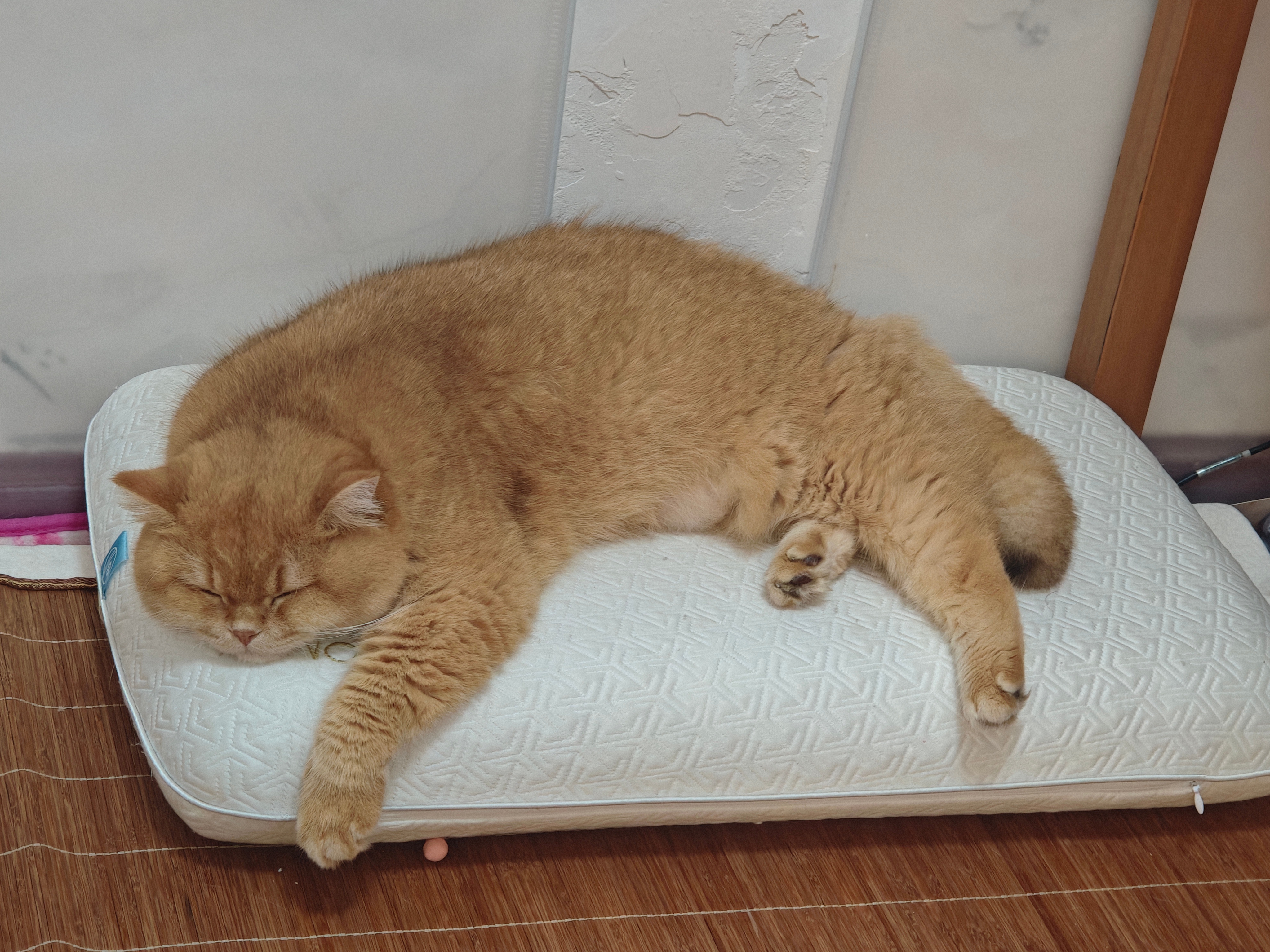 猫，随时都在咪 ​​​