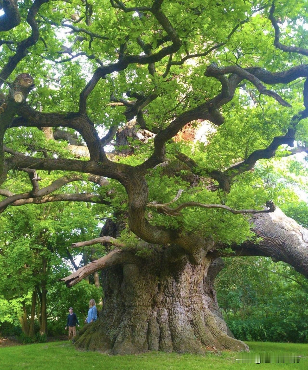 橡树，树龄约 800 年，英格兰弗雷德维尔。