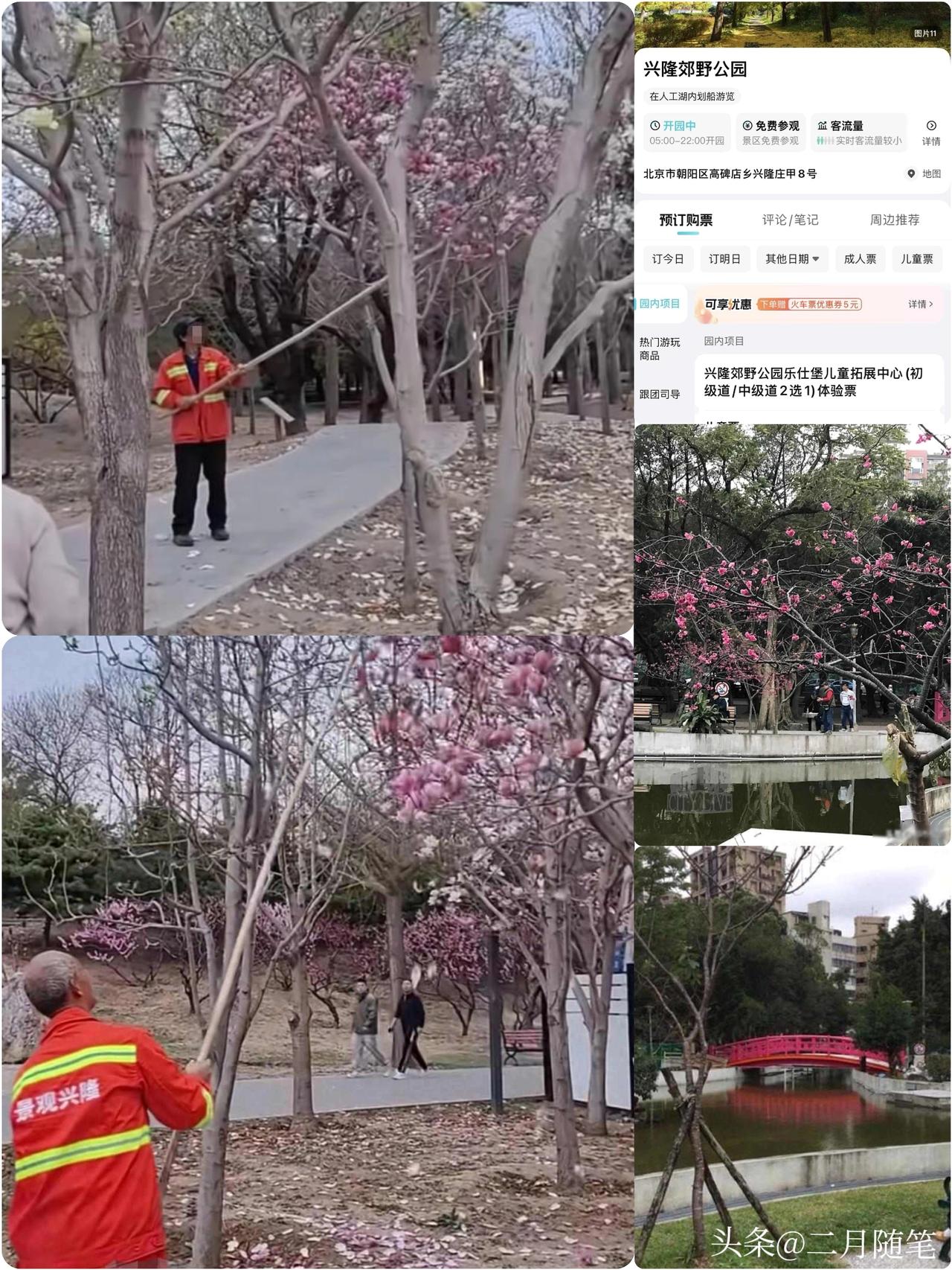 公园保洁人员手持竹竿用力打落树上盛开的鲜花，
游客上前制止无效；园区回应：本是打