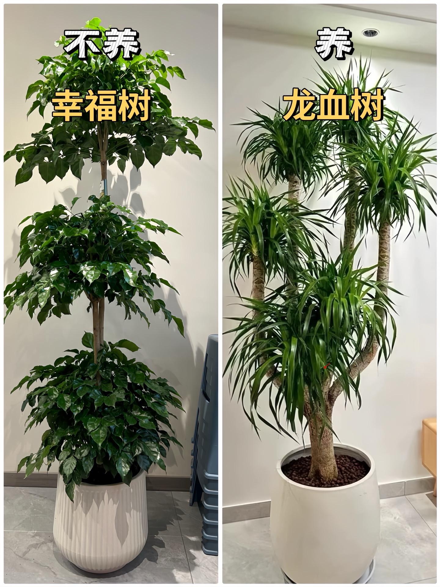 新家入住，适合客厅摆放的9种绿植。绿植是软装的关键，家里有绿植，整个环...