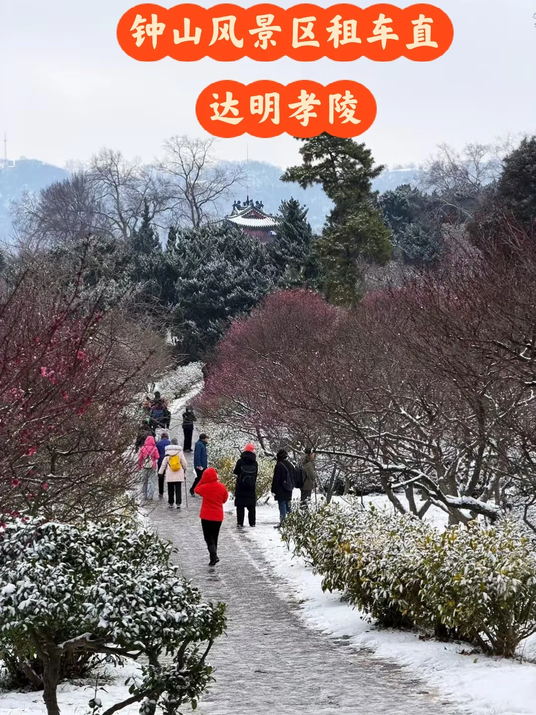 2026年的明孝陵梅花比往年开的早一些