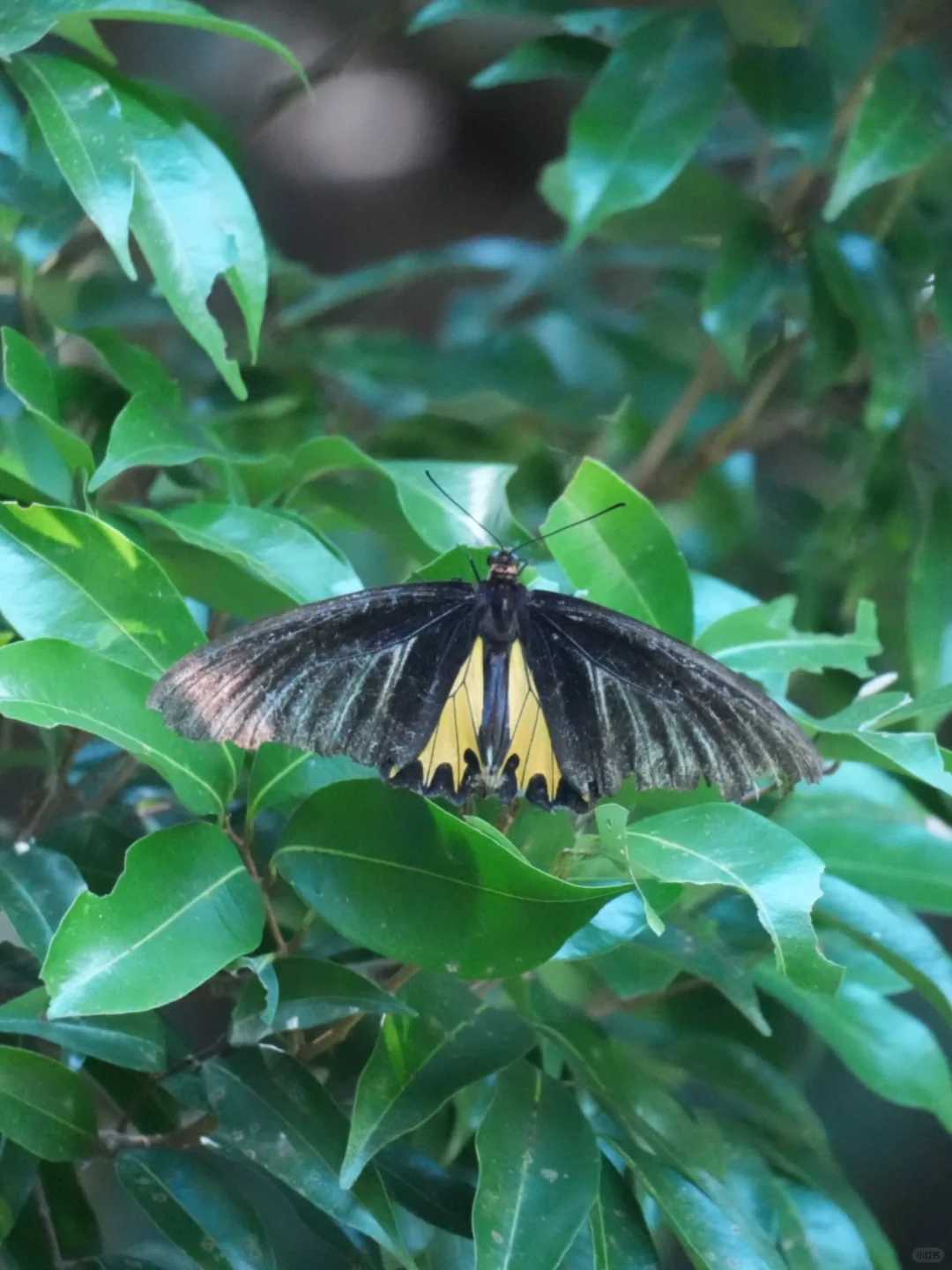 裳凤蝶 | 天空中的大大大蝴蝶