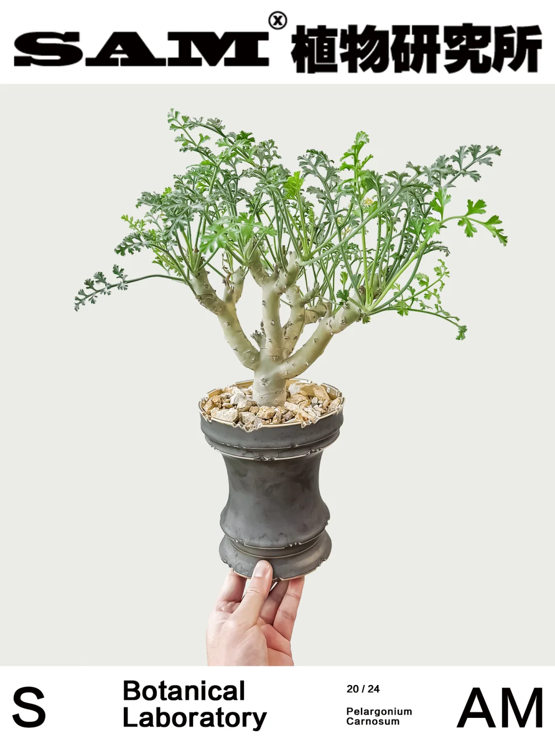 枯野洋葵｜Pelargonium Carnosum