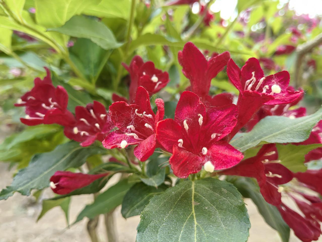 《锦带花二首》
～宋代诗人杨巽斋的
这两首诗分别从不同角度描绘了锦带花，并融入了