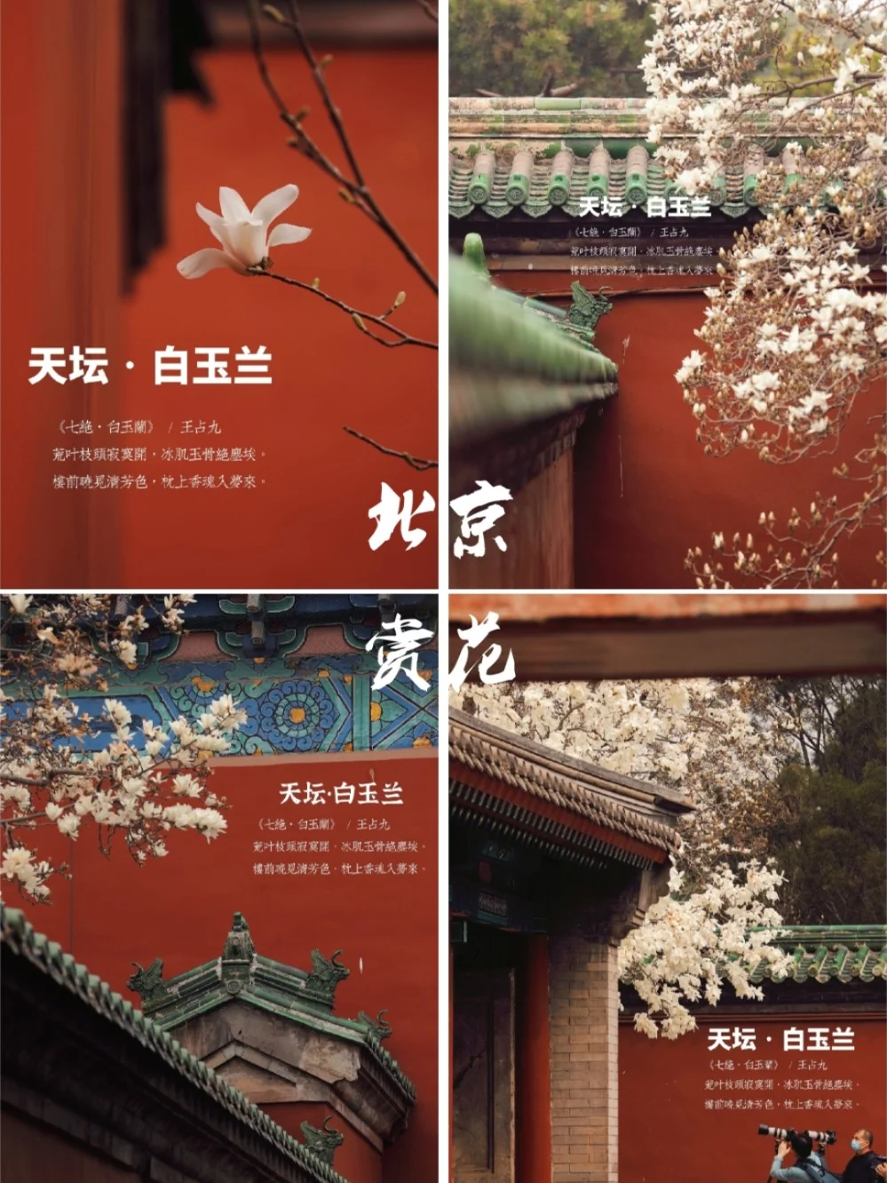 北京|天坛斋宫玉兰