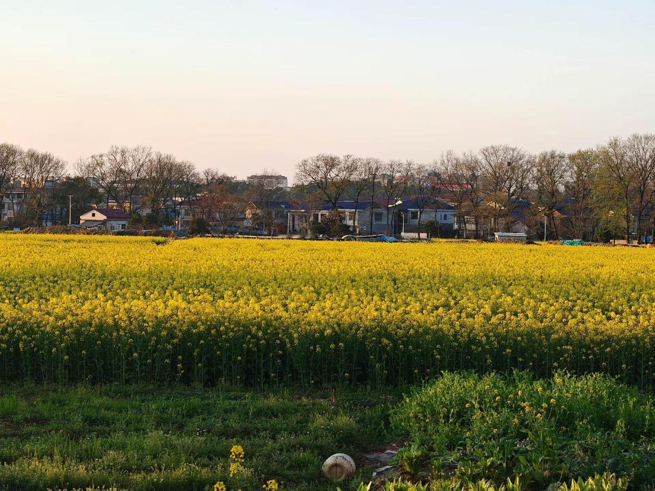 春暖花开的日子，怎么少得了油菜花的身影。治愈系风景 我拍过的治愈风景色 记录身边