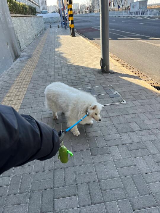 西伯利亚大倔驴🤬