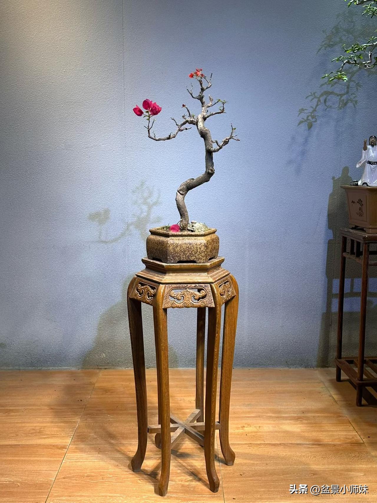 红花老桩年功三角梅。“红”运当头红三角梅 盆景