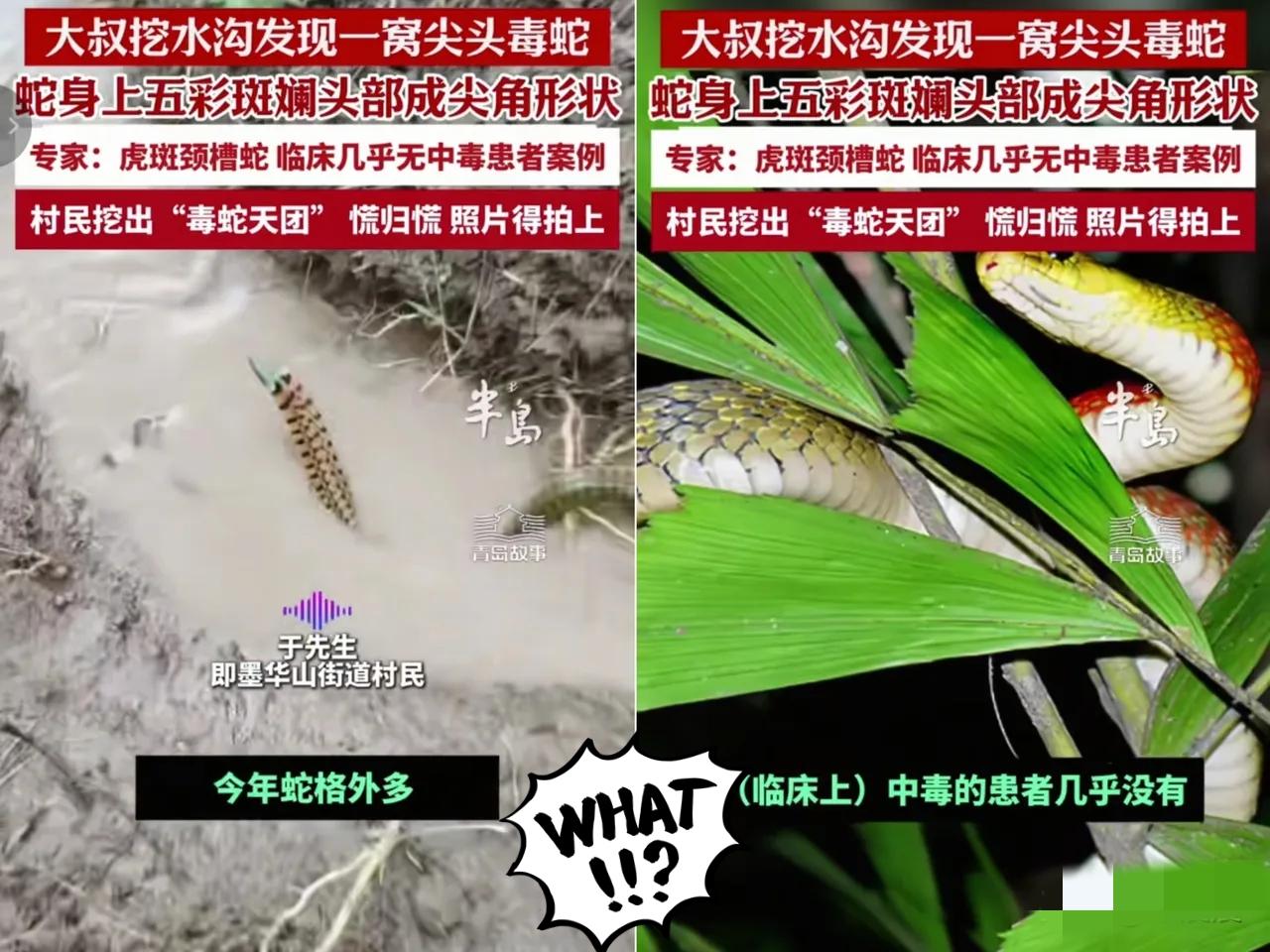 “幸亏跑得快！”

青岛大叔挖水沟时，一铲子下去以为碰到粗树根，结果抬锹就窜出条