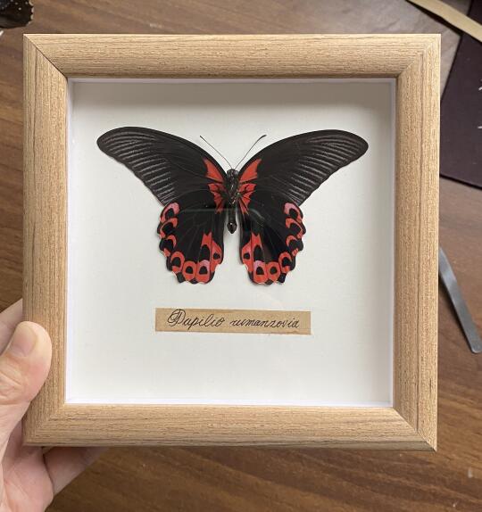 装裱一只红斑美凤蝶