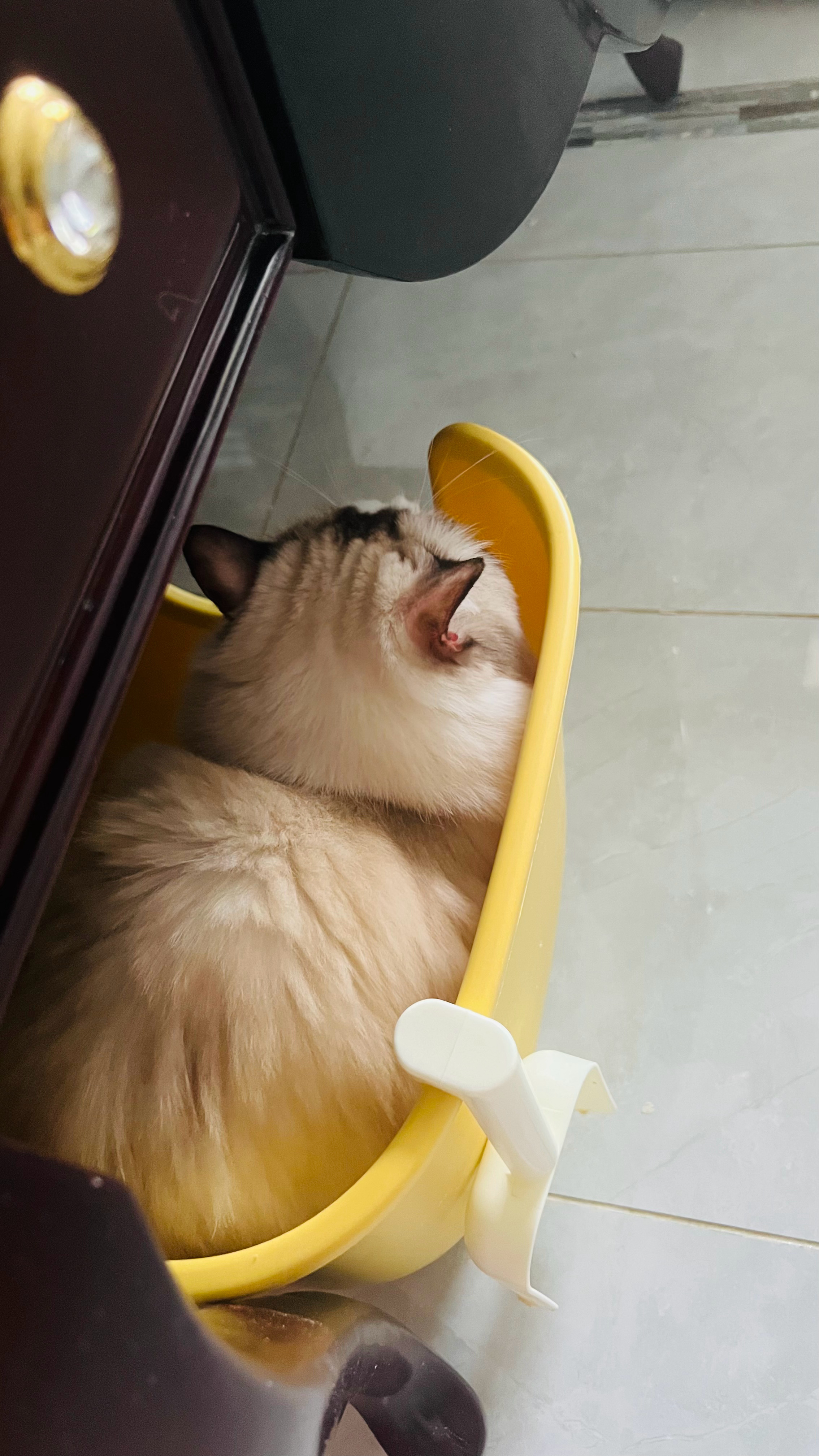 肥坨：努力！再努力！我要生产巧克力！！ ​​​
