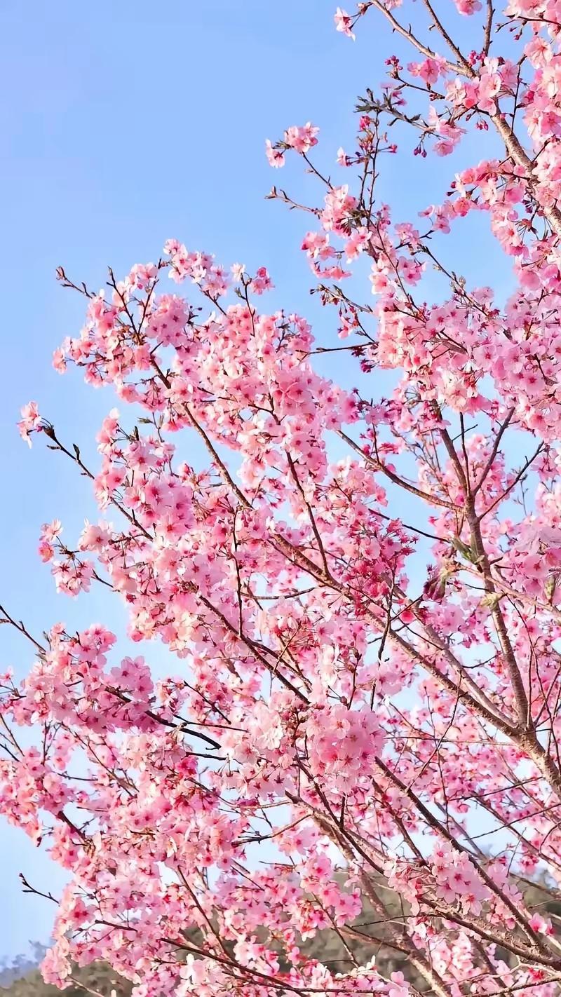 天净沙·樱花
繁樱满树烟霞，
东风醉染芳华，
一缕相思入家。
春光痴绝，
诗情尽