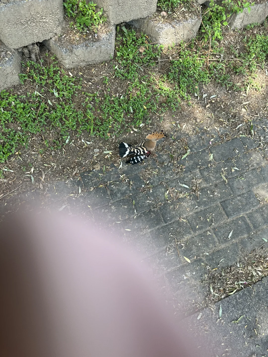 丰台科技园这里发现了一只翅膀受伤的戴胜鸟，有没有救助过鸟类的朋友，该怎...