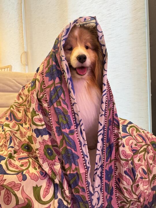 优雅，实在是优雅