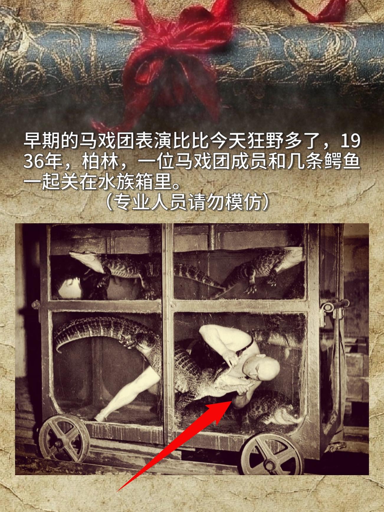 早期的马戏团表演，可比现在野多了！1936年在柏林，有个马戏团成员直接...