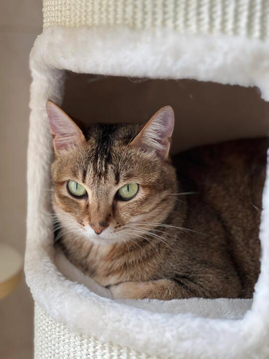 小猫也有心事吧