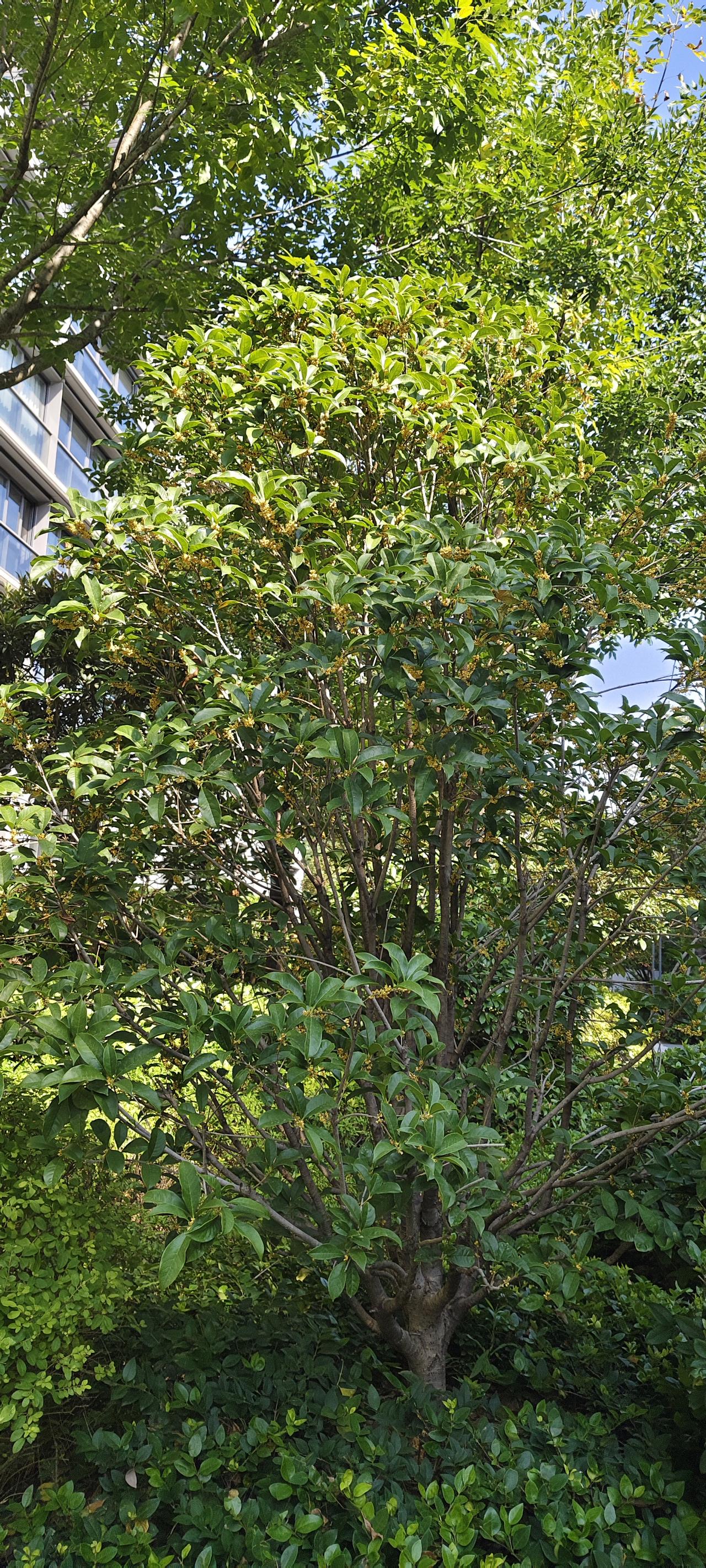 小区桂花开了！秋风一吹，满院飘香✨
 
秋日最动人的浪漫，藏在小区这棵桂花树上。