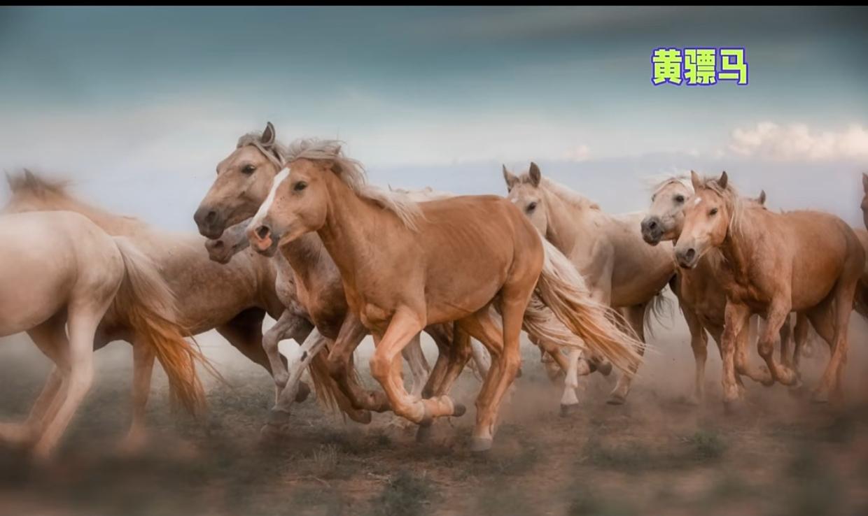 刘竹溪回忆  黄骠马救主

刘竹溪为什么对许世友司令员骑马观察那么仔细？因为他也