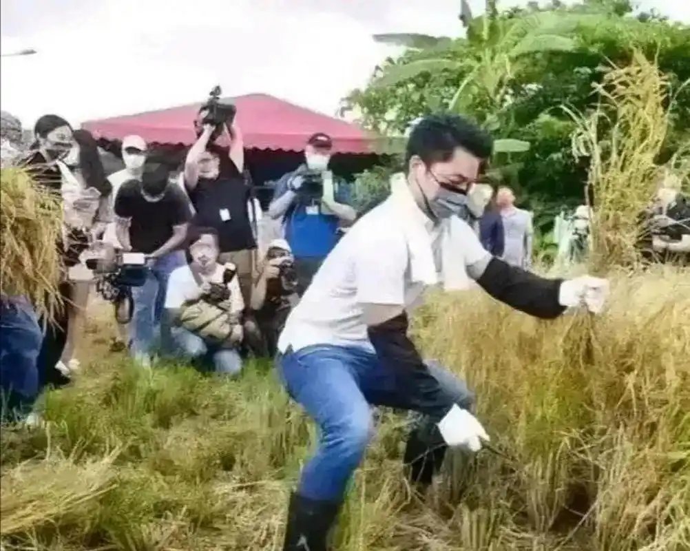 老蒋的后人蒋万安割稻子这是被当猴耍了还是作秀？ ​​​