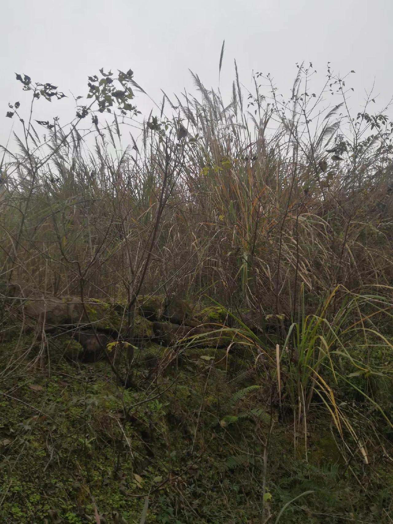 农村的生活记录 人生黄金时光 乡村的生活 我的农村生活 青山绿水美景如画