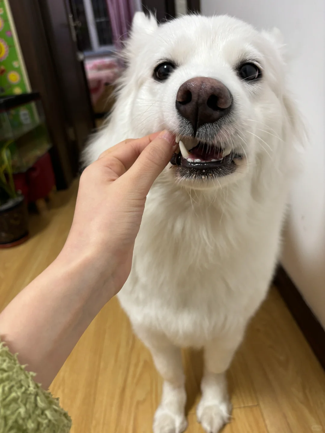 是谁还没吃到这么香的冻干呀