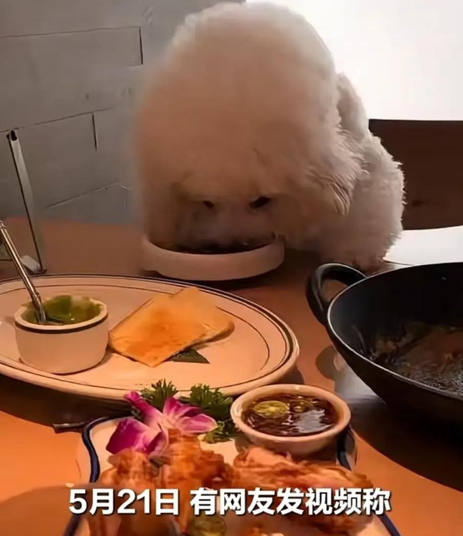 打着“宠物友好”的餐厅一律不进，这就是对宠物上桌用公共餐具最好的回应。

5月2