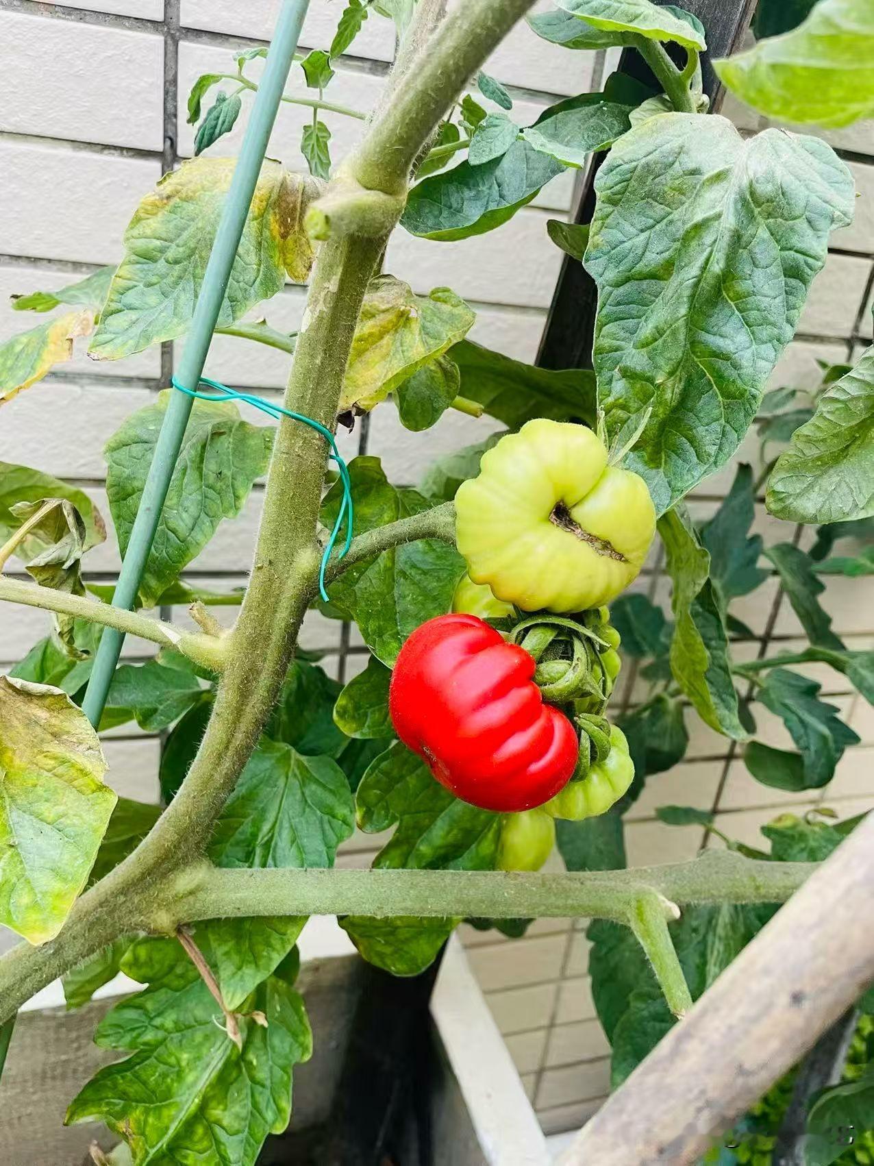 春日生活打卡季枝桠上坠着红绿番茄，红的像裹了层日光的甜，绿的还浸着嫩意。叶隙漏下