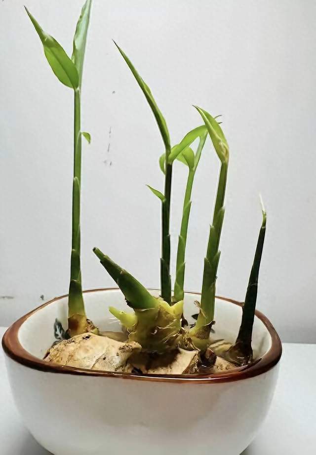 一个家庭最好的宠物，就是养一颗生姜。别笑，真的