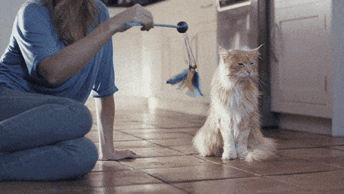 猫猫：你有多久没买新玩具了 ​​​
