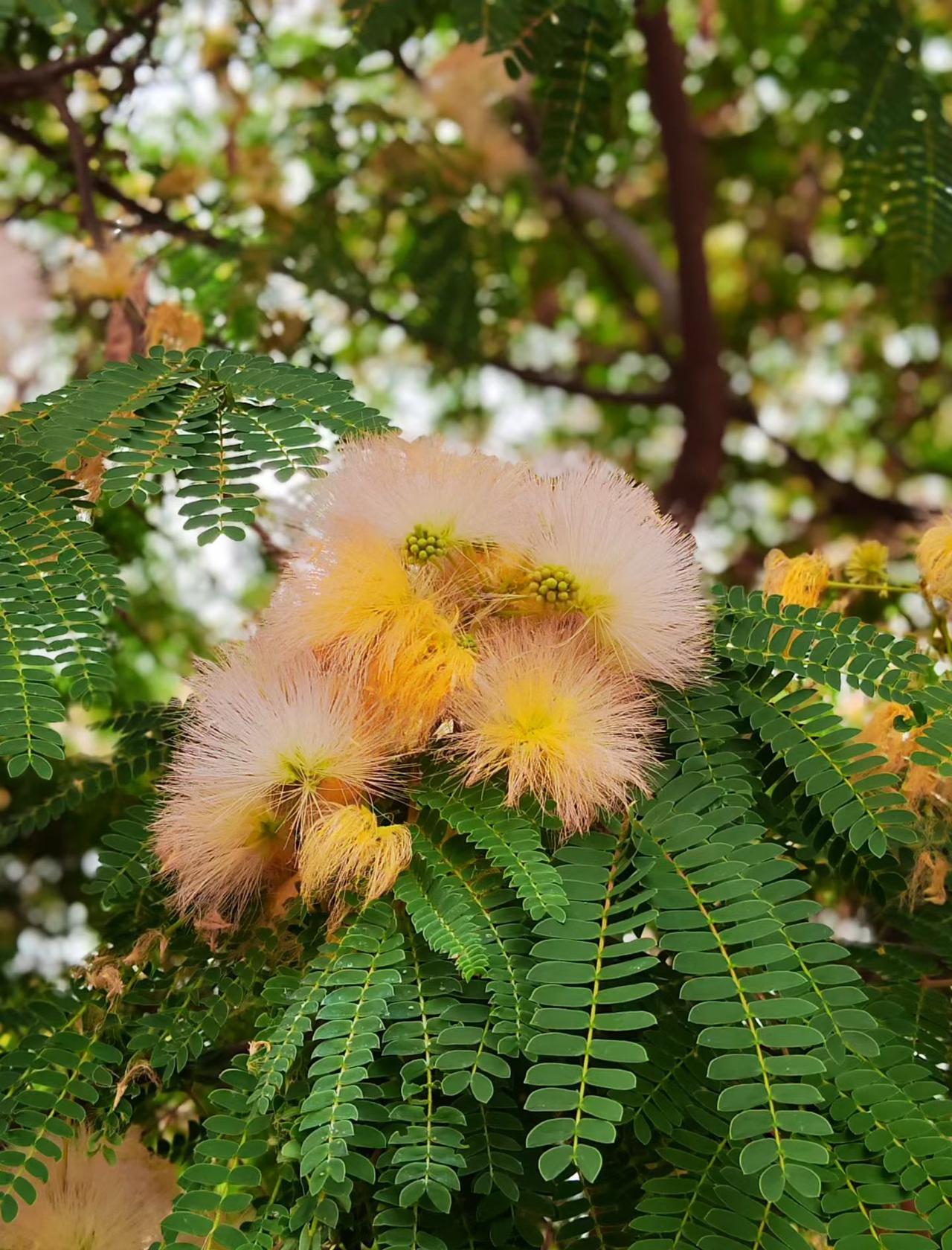 绿色植物打卡